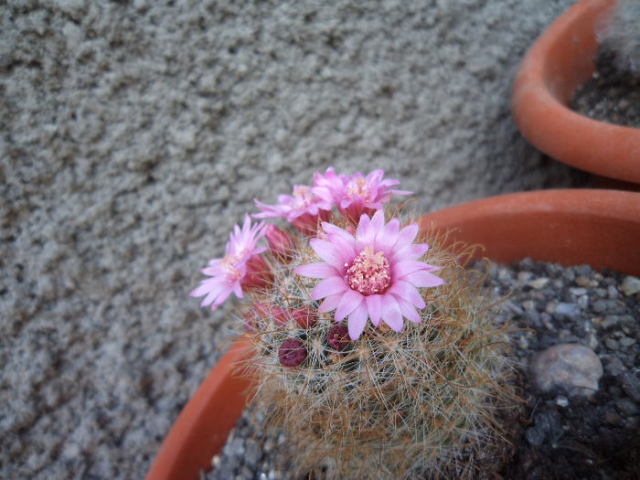 DSC03126 - Flori_2013