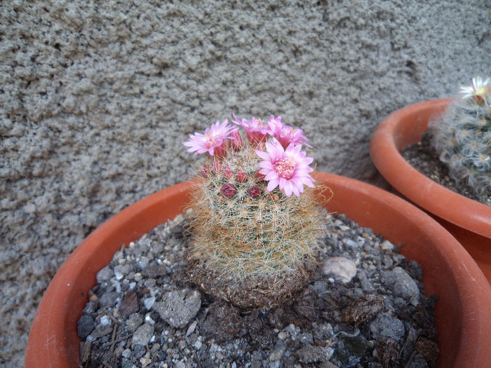 DSC03127 - Flori_2013