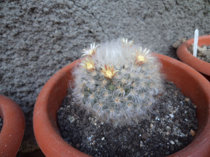 DSC03128 - Flori_2013