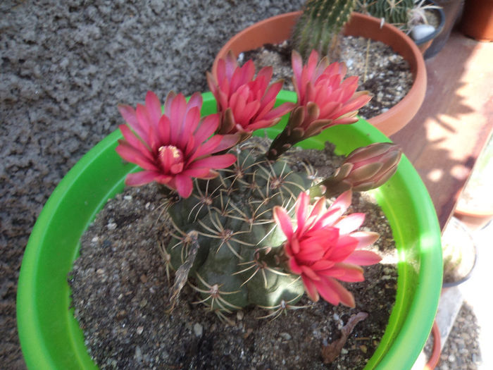 DSC03129 - Flori_2013