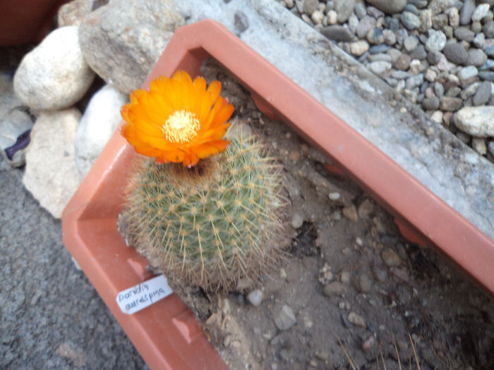 DSC03131 - Flori_2013