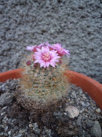 DSC03133 - Flori_2013
