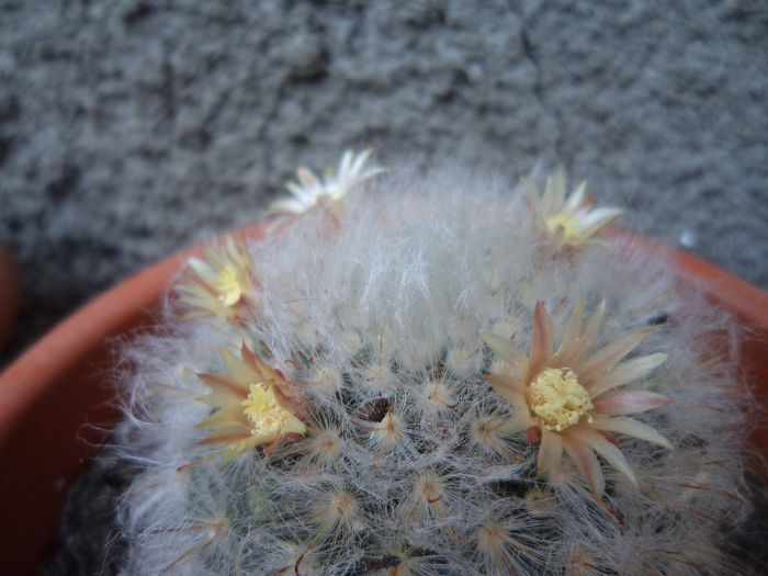 DSC03134 - Flori_2013