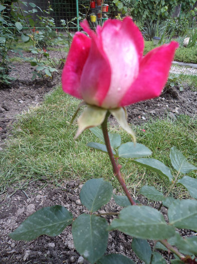 DSC03136