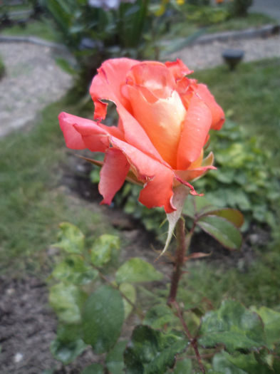 DSC03137 - Flori_2013
