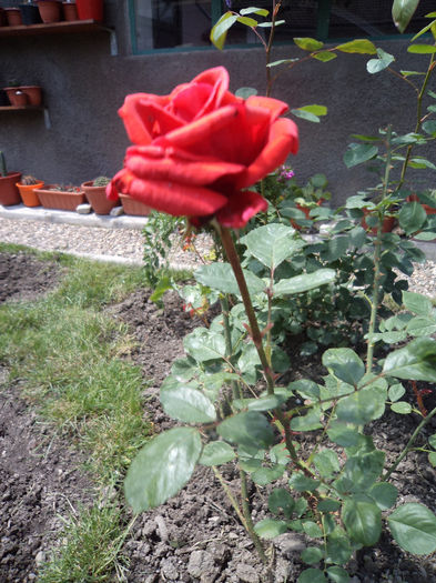 DSC03139 - Flori_2013