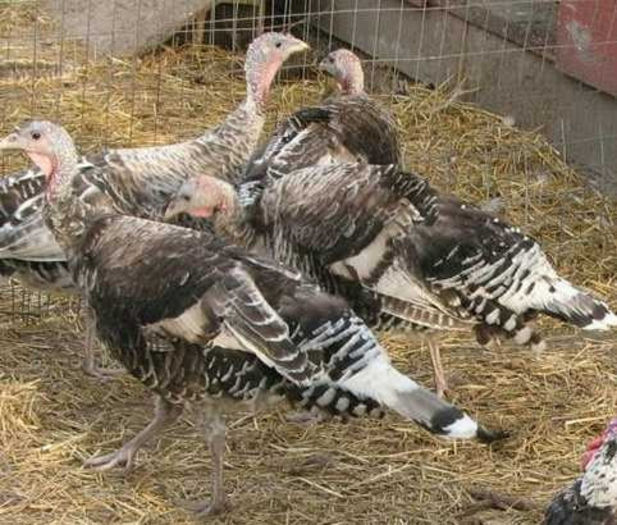 58Dark Gray hens