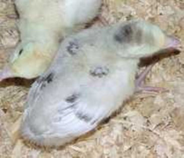 59Australian Painted poult