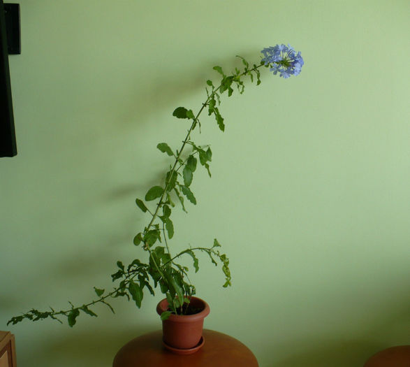 P1440770 - Plumbago 2012 -2013