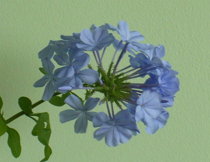 P1440778 - Plumbago 2012 -2013