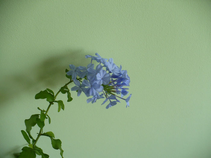 P1440779 - Plumbago 2012 -2013