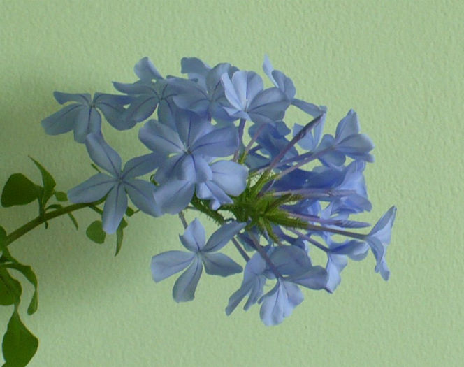 P1440780 - Plumbago 2012 -2013