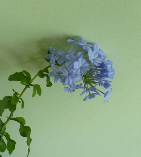 P1440782 - Plumbago 2012 -2013