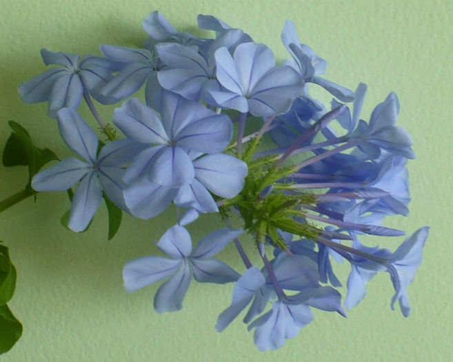 P1440785 - Plumbago 2012 -2013