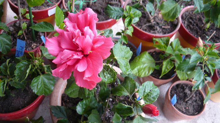 Picture 3294 - x 2013 Hibiscus rosa sinesis