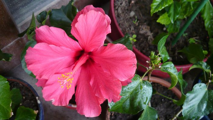 Picture 3295 - x 2013 Hibiscus rosa sinesis