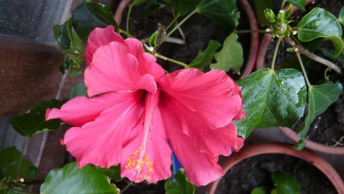 Picture 3296 - x 2013 Hibiscus rosa sinesis