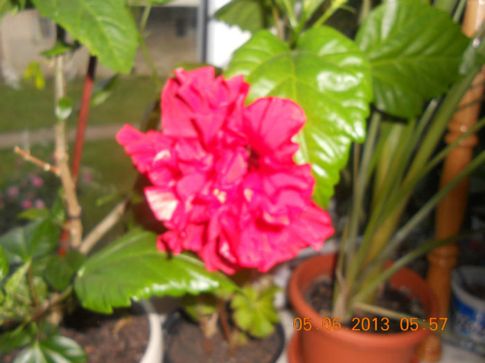 DSCN3384