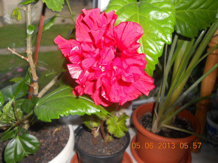 DSCN3385