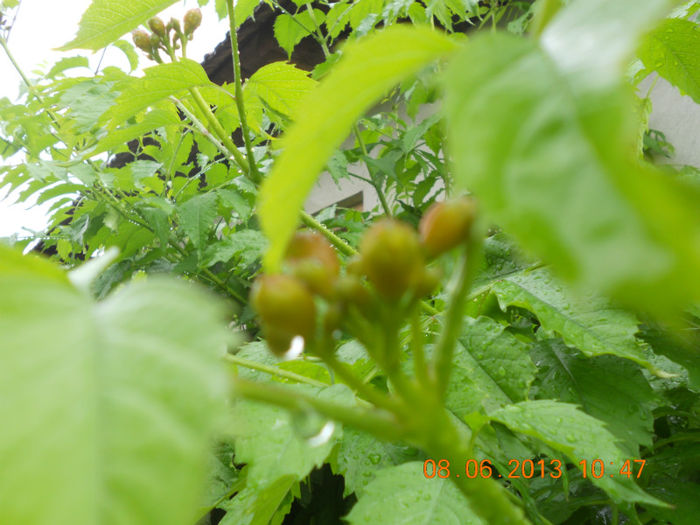 DSCN3400