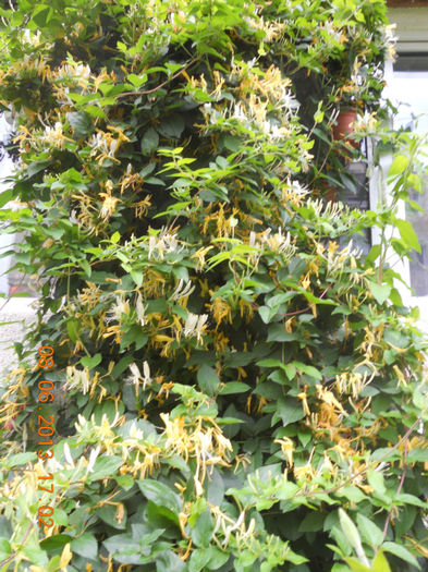 DSCN3439 - Lonicera japonica