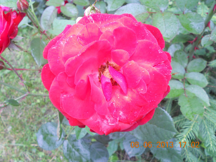 DSCN3437 - Trandafiri 2013