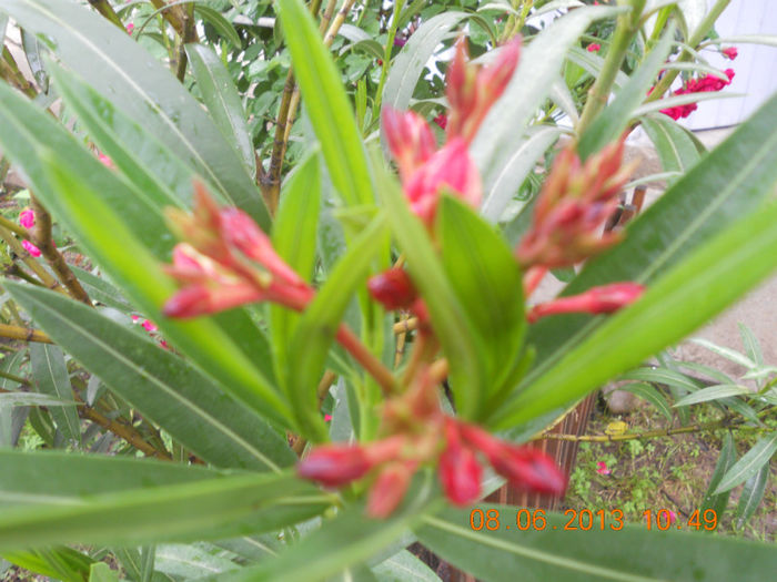 DSCN3405 - Oleandri 2011-2012-2013-2014-2015