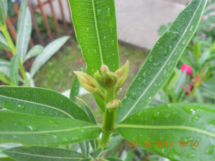 DSCN3406 - Oleandri 2011-2012-2013-2014-2015
