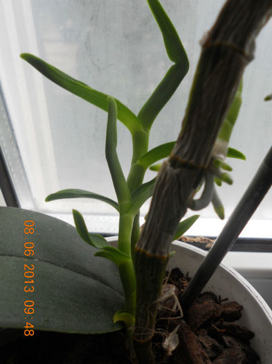 Ar trebui separat puiul?