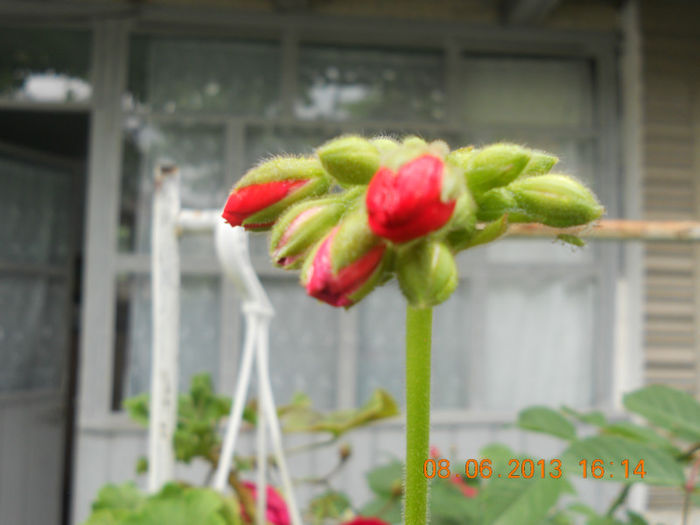 DSCN3429 - Muscate