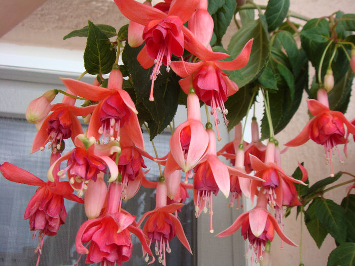 DSC06729 - Fuchsia 2013