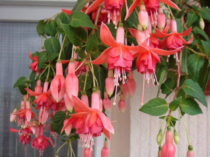 DSC06731 - Fuchsia 2013