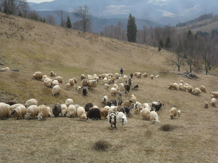 SAM_3014 - oile ce le-am cumparat acum  martie 2013