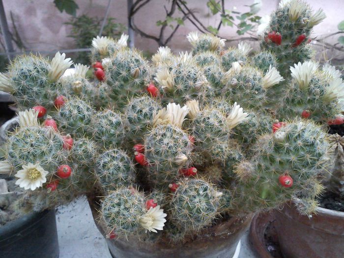 2013.06.08 - Mammillaria prolifera v texana