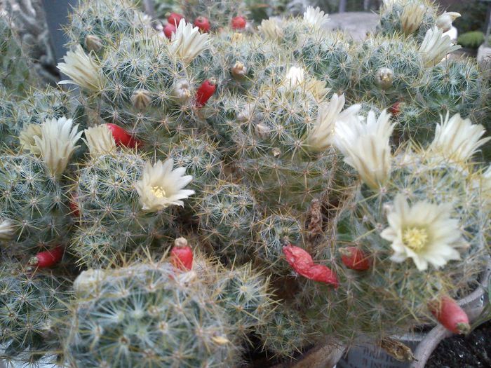 2013.06.08 - Mammillaria prolifera v texana