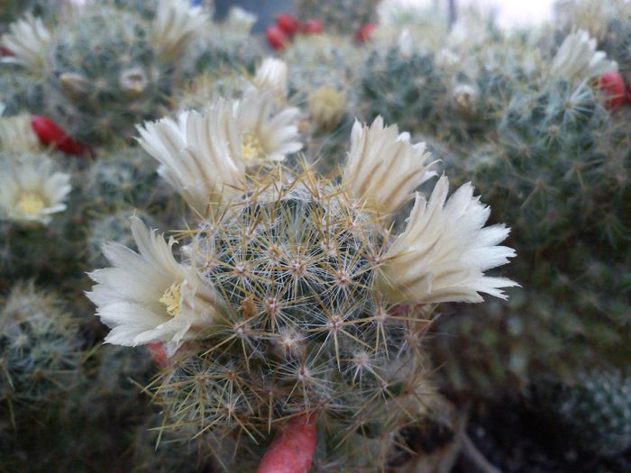 2013.06.08 - Mammillaria prolifera v texana