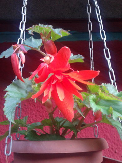 begonia cazatoare - begonia