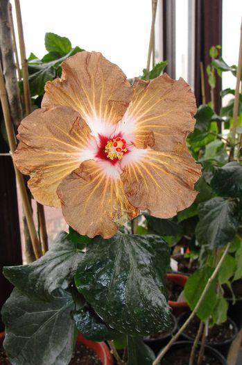 hibiscus Suntan