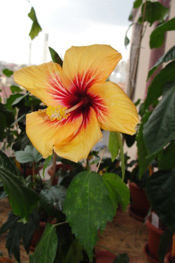hibiscus Cuban Variety
