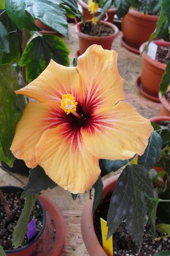 hibiscus Fidjian Yellow