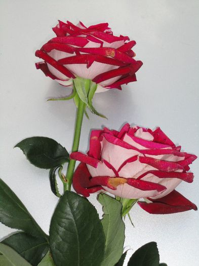 Osiria- trandafiri  luati de la florarie - Experiment- inmultirea trandafirilor  prin butasi in luna iunie