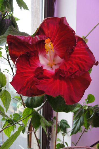 hibiscus Hot Ticket