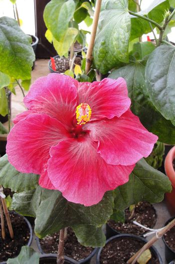 hibiscus Heartbeat