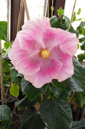 hibiscus Carmen Keene