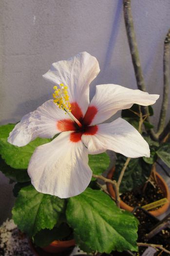 hibiscus Ibiza