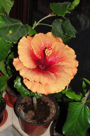 hibiscus Tahitian Burning Sands