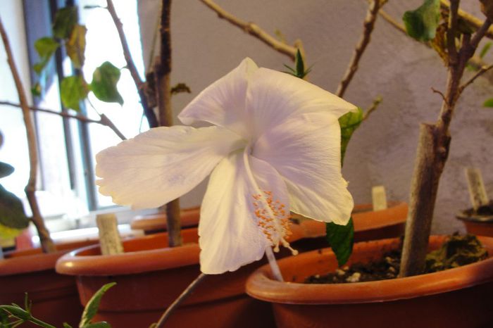 hibiscus Albus