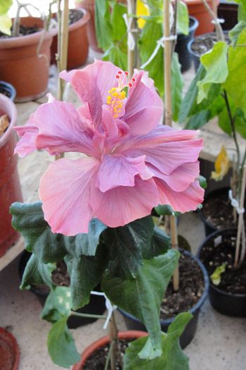 hibiscus Linda Pearl