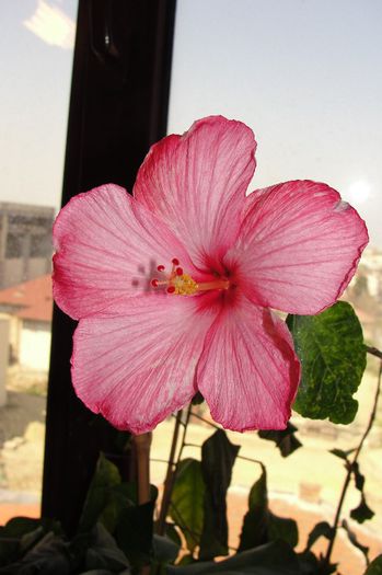 hibiscus Amour
