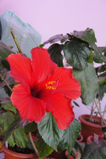 hibiscus Brillance